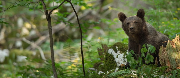 Sur la piste de l&rsquo;Ours brun avec Gérard Blondeau !