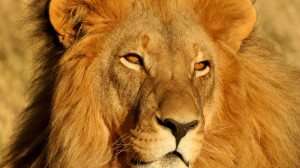 lion namibie lion namibie