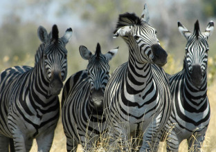 Magic Botswana