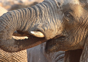 Hwange et Mana Pools Hwange et Mana Pools
