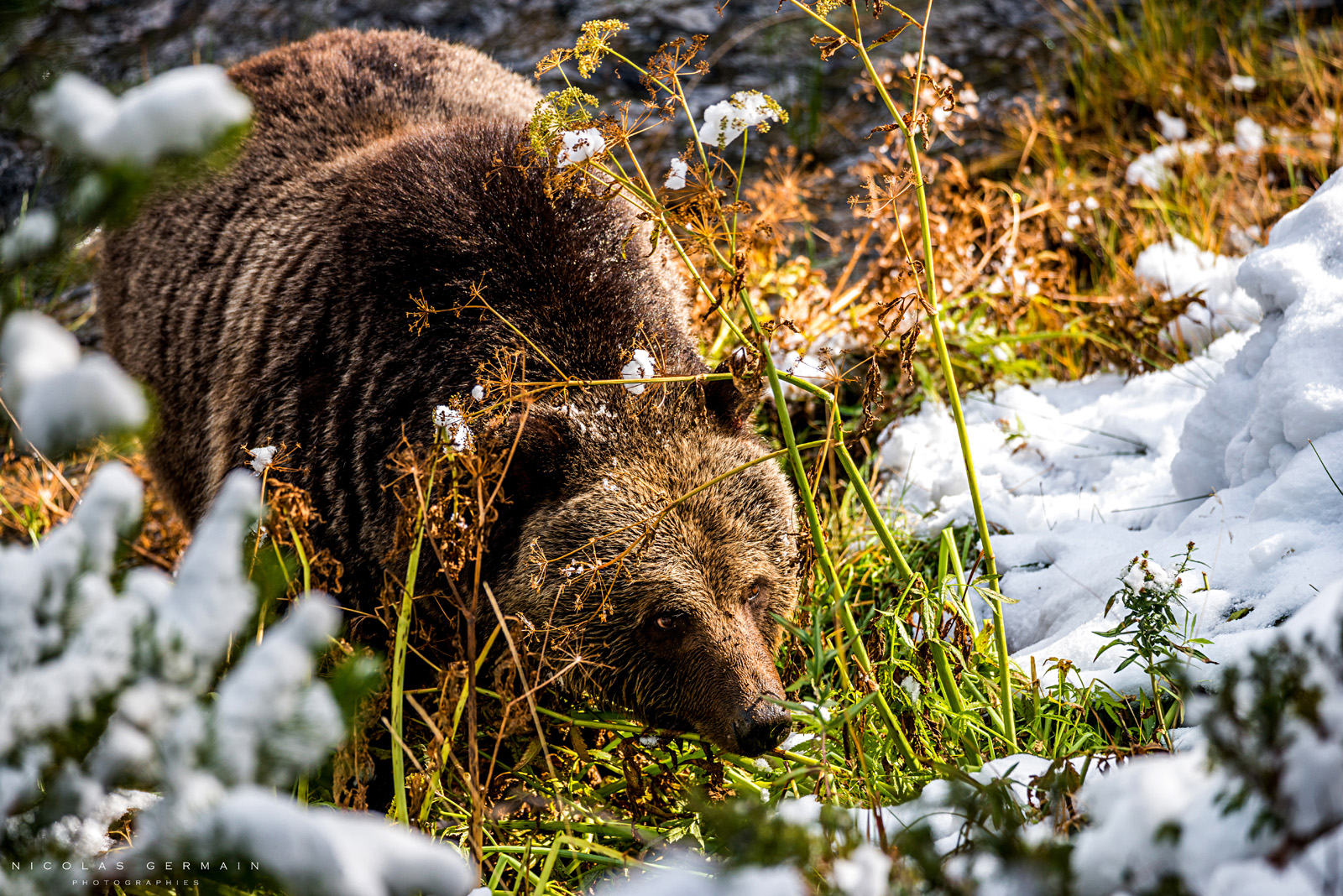 Voyage Photo au Yellowstone en automne