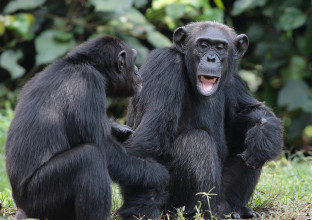 Primates et vie sauvage : le Best of Primates et vie sauvage : le Best of