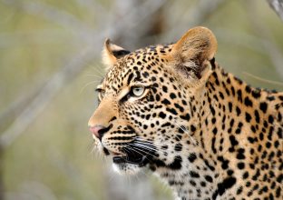 Incroyable South Luangwa Incroyable South Luangwa