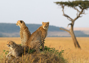 Tanzanie -Traversées & Grande Migration Tanzanie -Traversées & Grande Migration