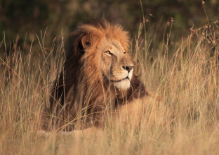 Les merveilles du Kenya