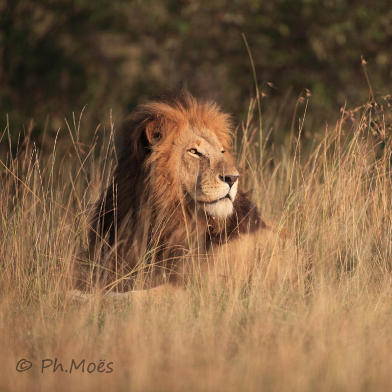 Safari à Amboseli et Masaï Mara