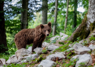 A l’affût de l’Ours Brun A l’affût de l’Ours Brun
