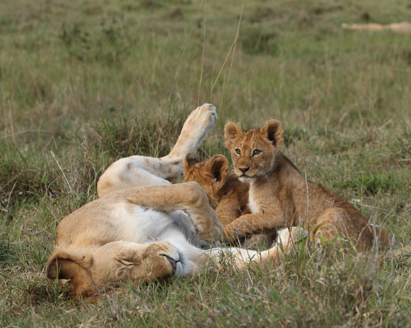 Le meilleur du Kenya (safari sur-mesure)