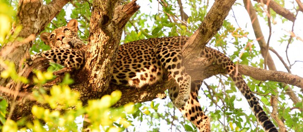 Récit de voyage … SOUTH LUANGWA