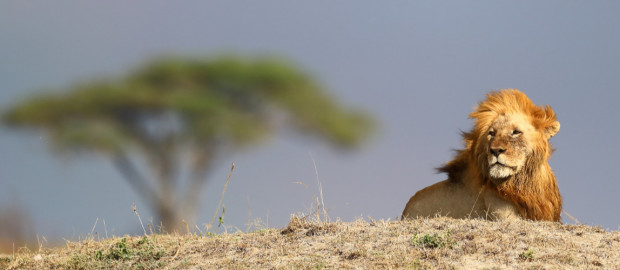 Récit de voyage … SERENGETI