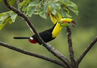 Le Costa Rica en liberté, de Poas au Corcovado Le Costa Rica en liberté, de Poas au Corcovado