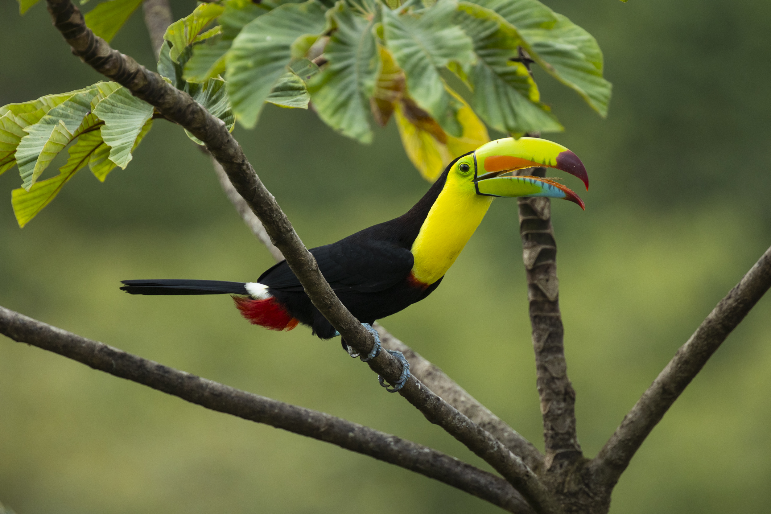 Toucan posé sur une branche, Tortuguero, Costa Rica