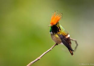 Les plus beaux colibris du Pérou Les plus beaux colibris du Pérou