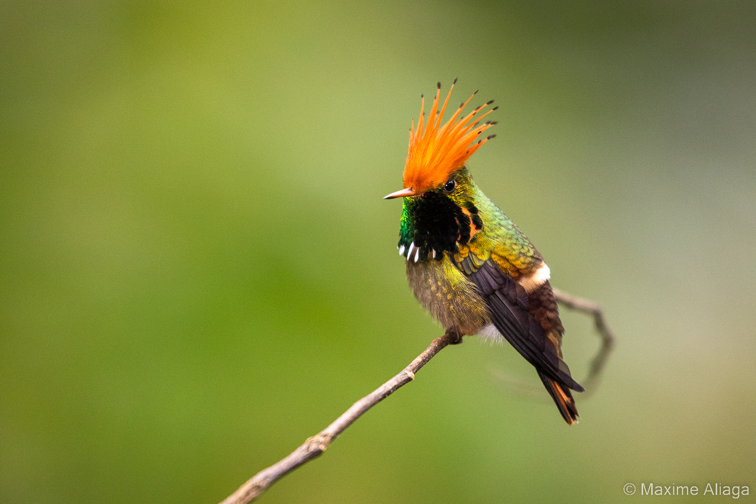 Voyage Photo Colibris au Pérou