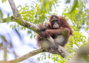 Orang Outan de Sumatra et Bornéo et Dragon de Komodo