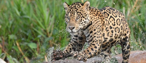 Récit d&rsquo;un séjour dans le Pantanal avec les jaguars