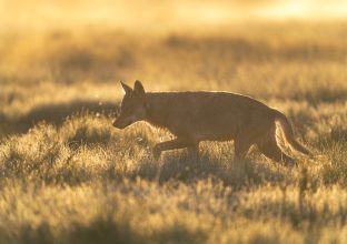 A la rencontre des ours, loups et gloutons de Finlande A la rencontre des ours, loups et gloutons de Finlande