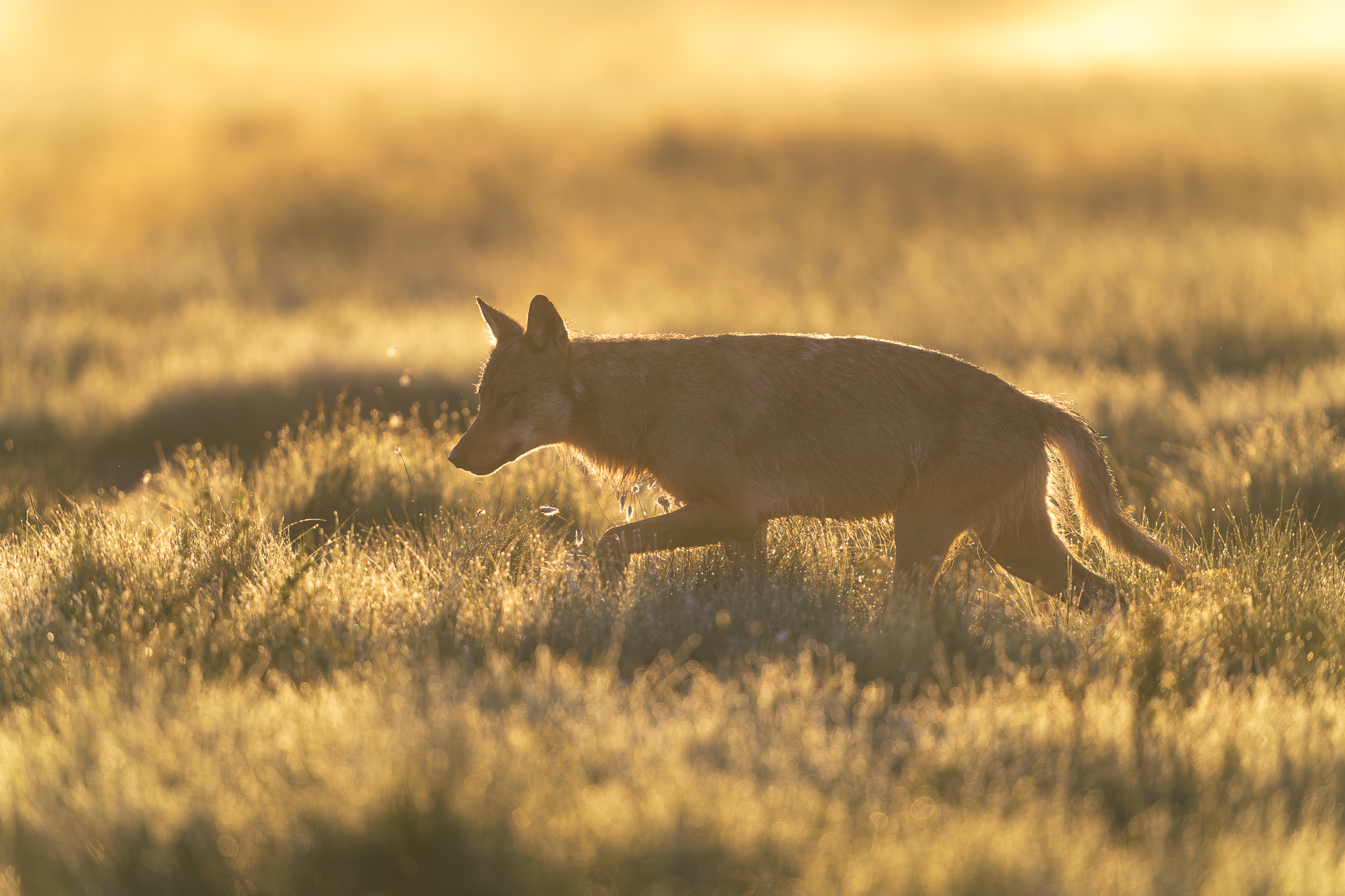 Loup gris, Finlande