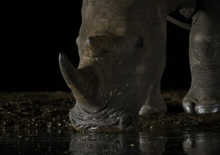 Safaris et Affûts en réserve privée Safaris et Affûts en réserve privée