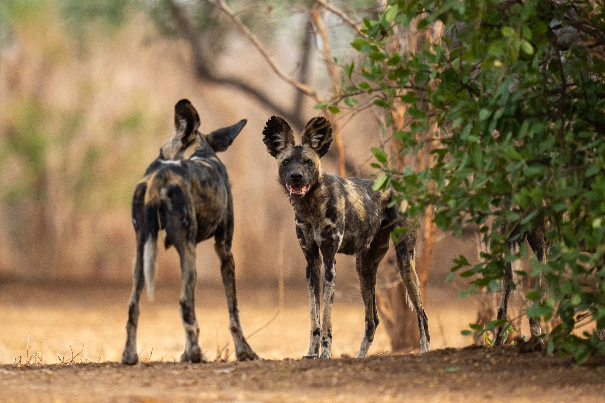 Lycaon, safari photo à Mana Pools
