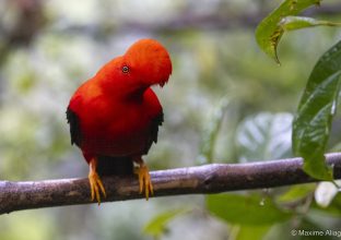 La Colombie, paradis des oiseaux La Colombie, paradis des oiseaux