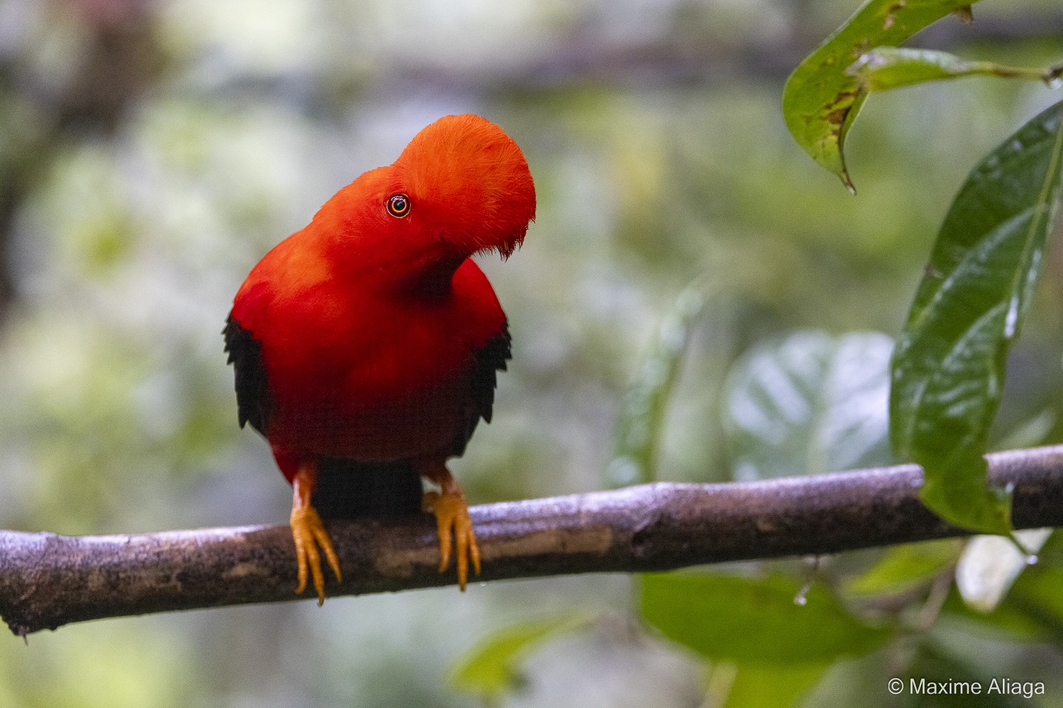 Voyage Photo Ornithologique en Colombie