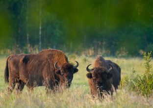 La Forêt Impériale de Bialowieza au printemps