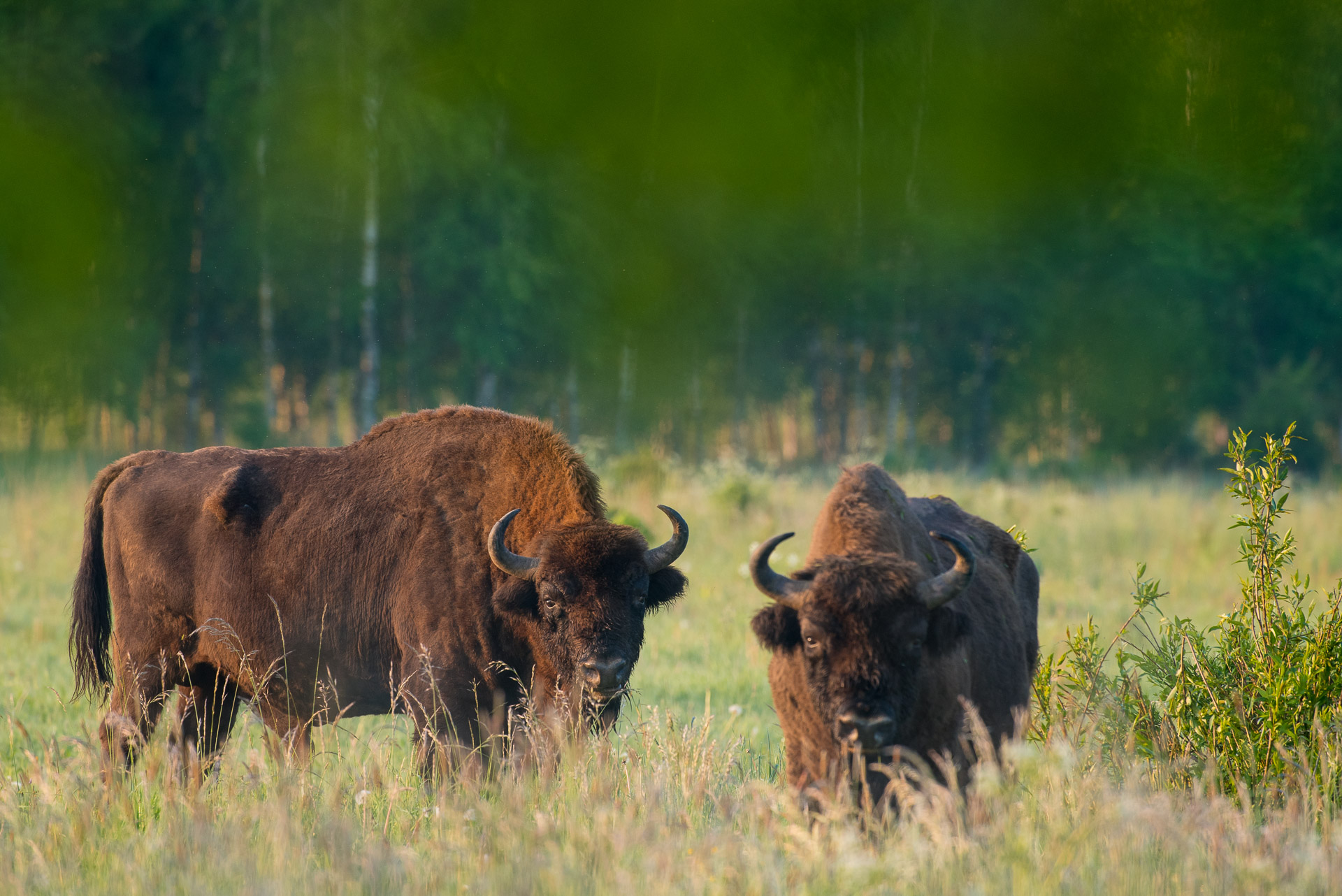 Voyage Photo dans la Forêt de Bialowieza au printemps