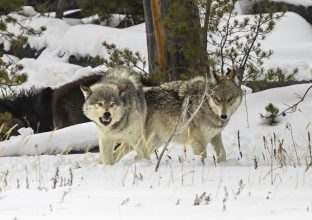 Yellowstone en hiver Yellowstone en hiver