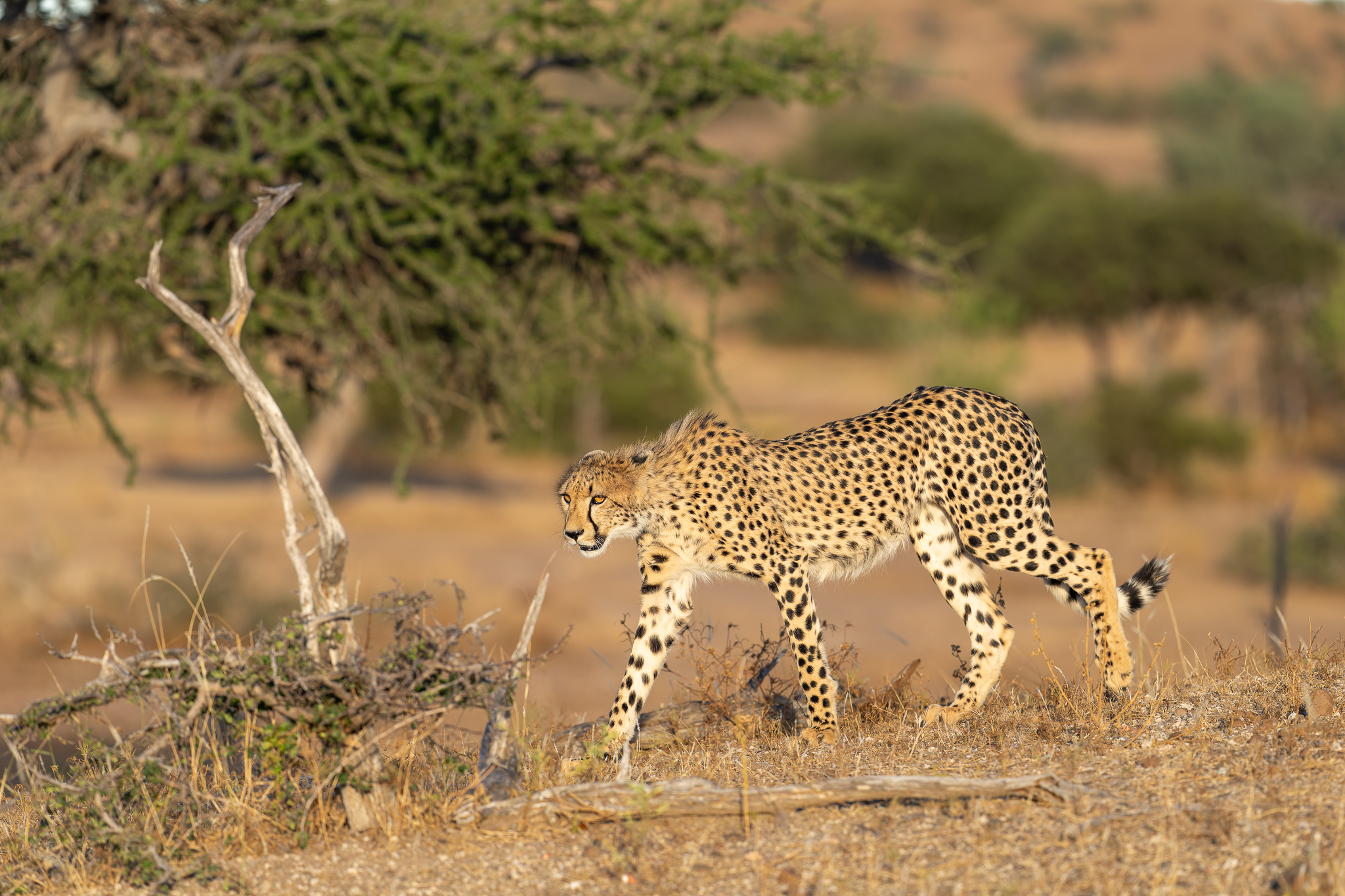 Guépard, Mashatu Game Reserve