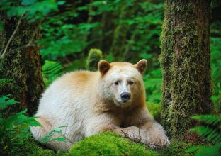 Les ours Kermode de Colombie Britannique