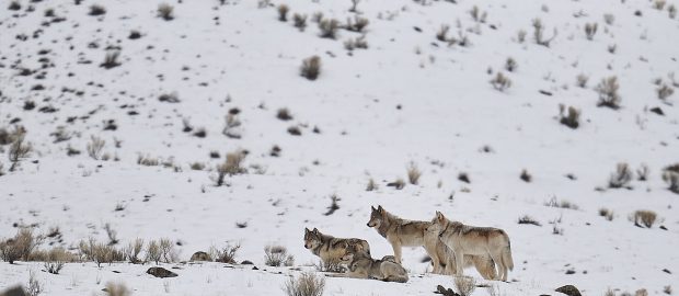 Récit de voyage…Yellowstone en hiver grandeur nature