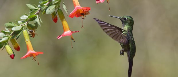 Récit de voyage…Les plus beaux colibris du Pérou