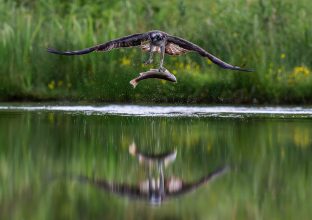 Focus Ornithologique en Ecosse Focus Ornithologique en Ecosse