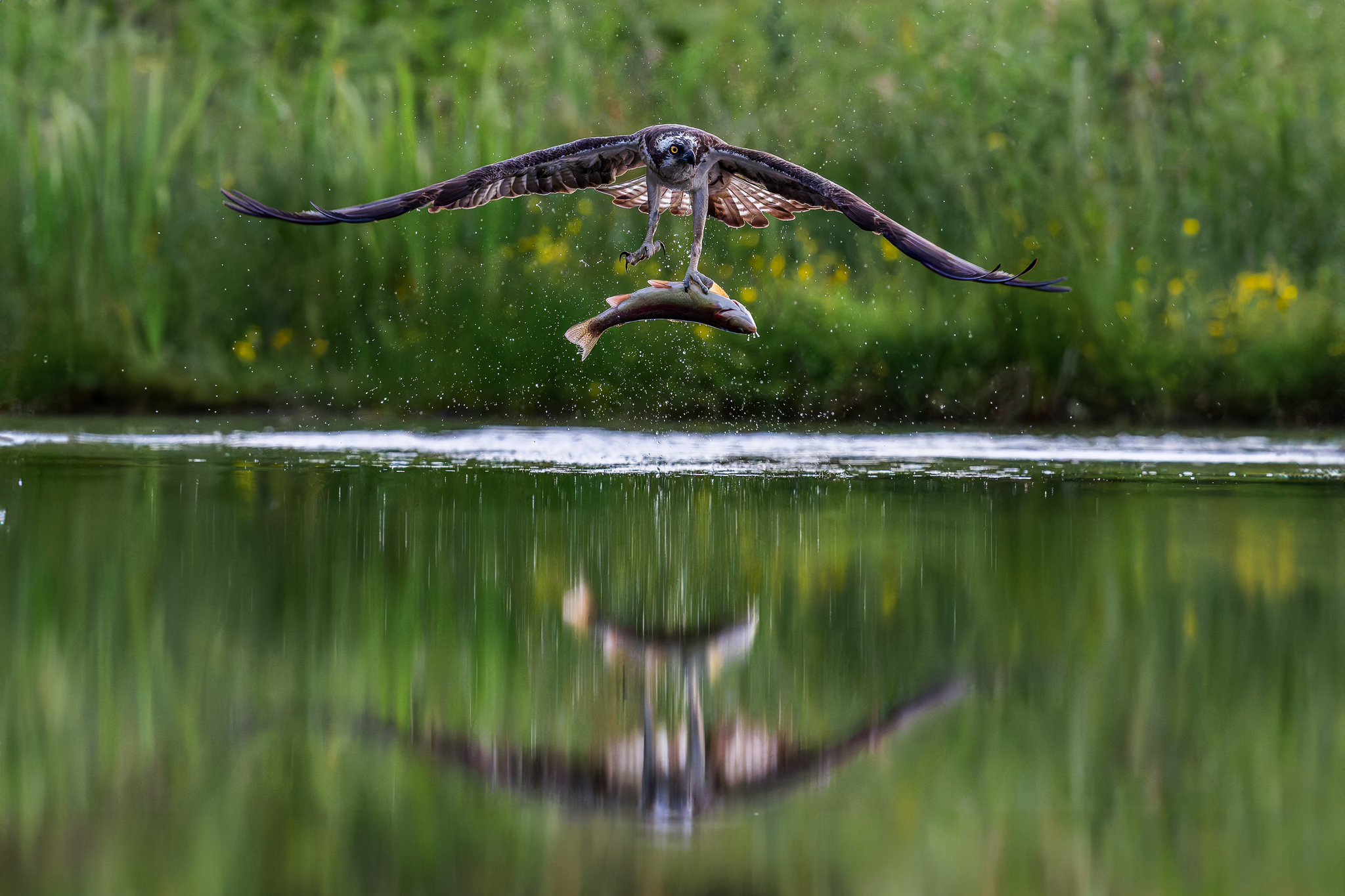 Balbuzard pêcheur, Ecosse