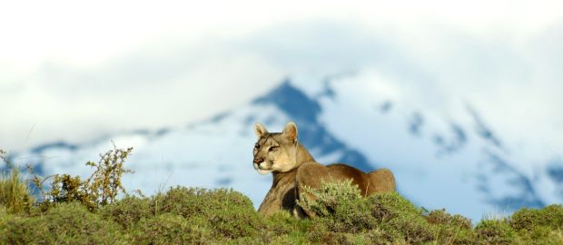 Récit de voyage…Focus Puma en Patagonie chilienne