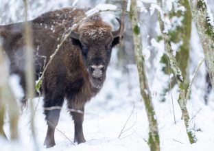 Safari en Pologne : Forêt de Bialowieza
