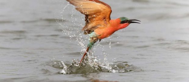 Récit de voyage…Botswana Les secrets des 4 rivières