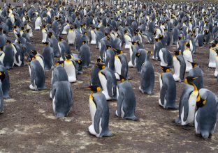 Du côté de l&rsquo;Antarctique, les Iles Falkland