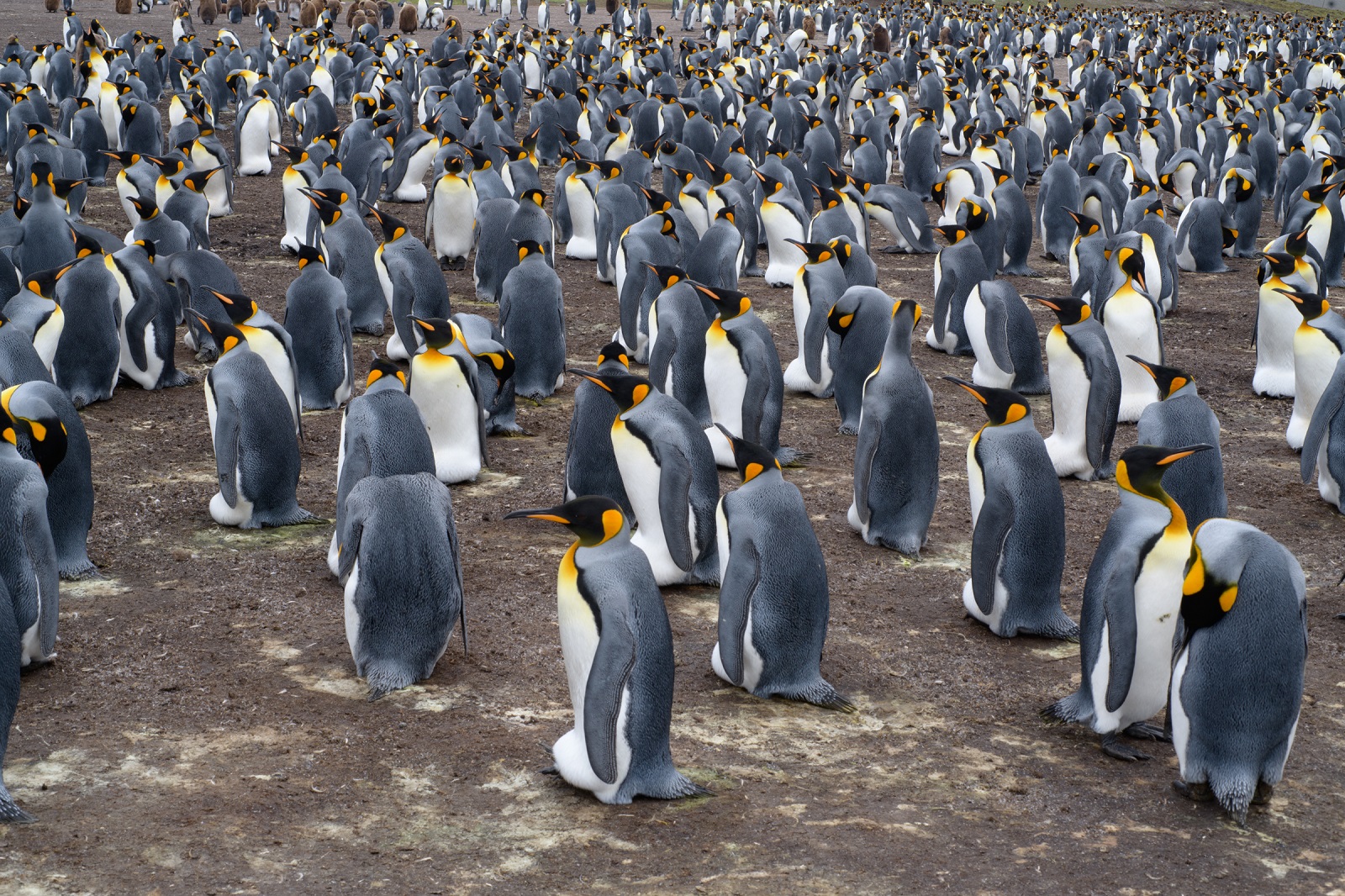 Safari Photo aux Falkland