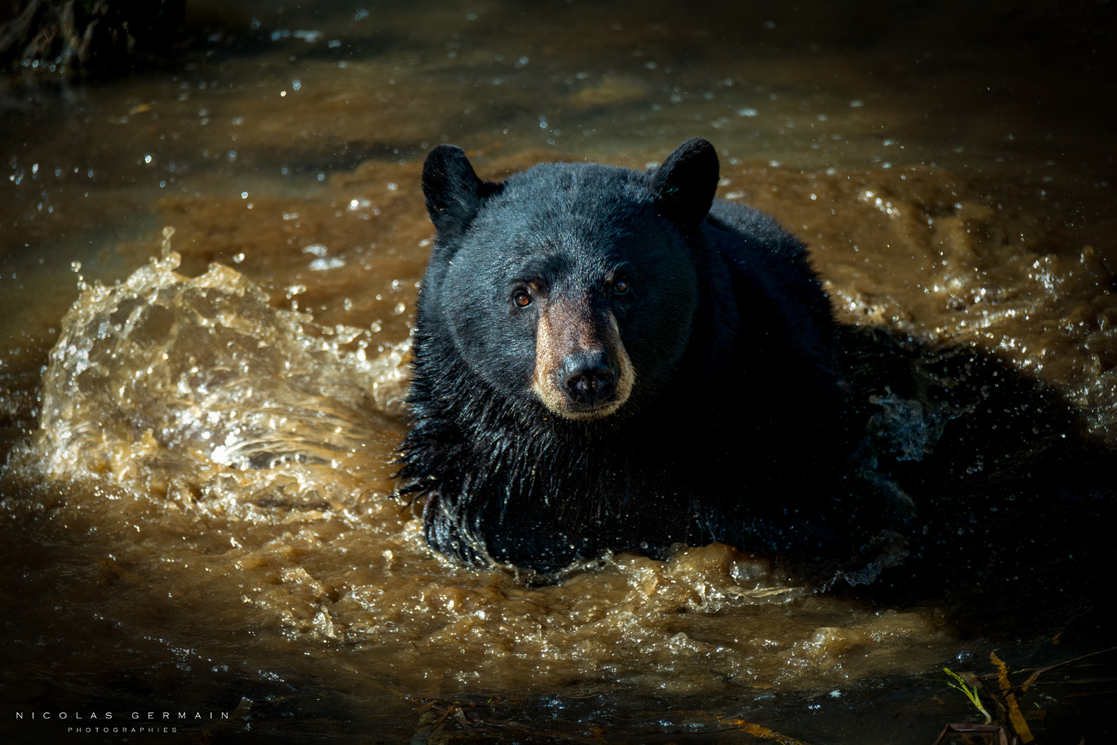 Voyage Photo au Yellowstone en automne