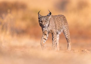 En quête du Lynx Iberique (été) En quête du Lynx Iberique (été)