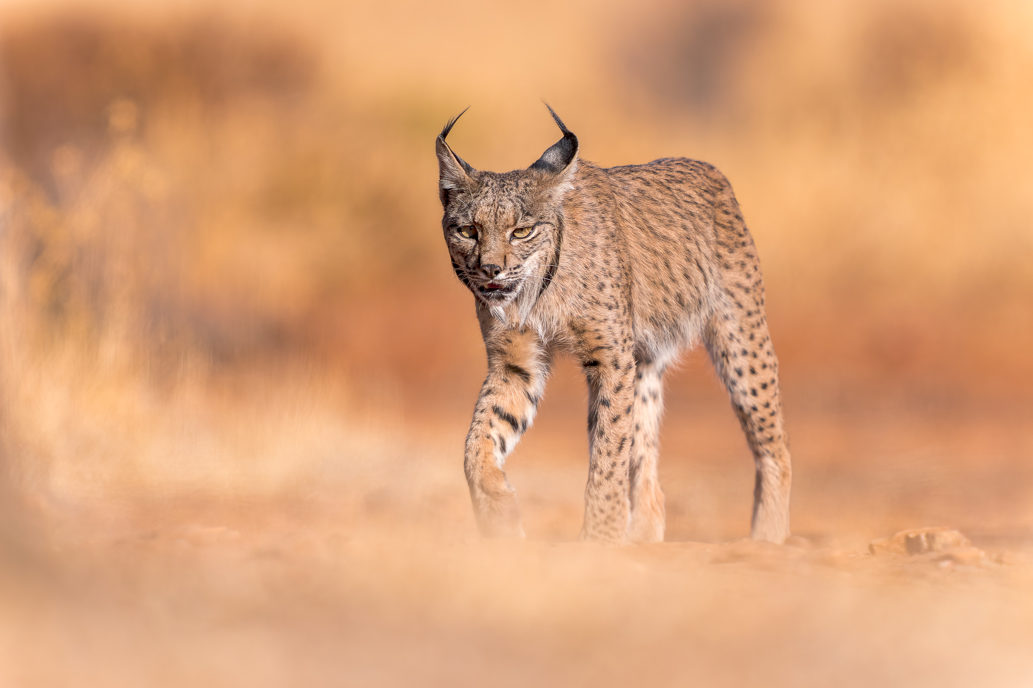 Lynx ibérique, Espagne