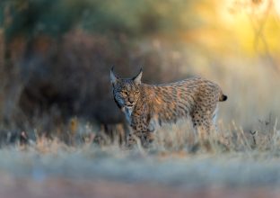 Séjour Focus Lynx Iberique