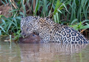 Focus sur le Jaguar du Pantanal
