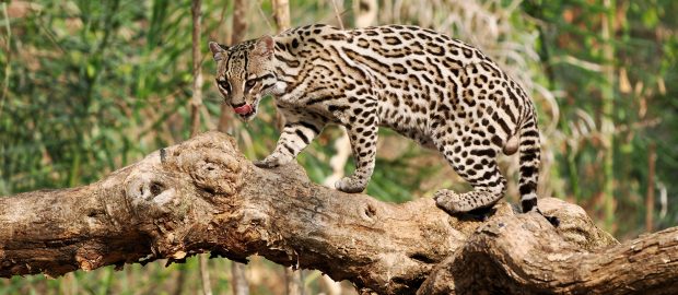 Récit de voyage…Fantastique Pantanal
