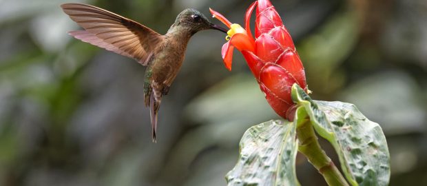 Récit de voyage…Colombie Paradis des oiseaux – Maguelone et Michel – septembre 2024