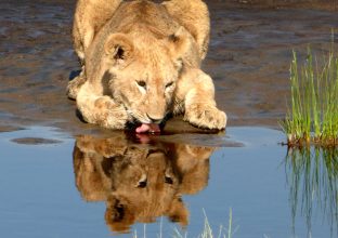 Safari privé en terre masaï Safari privé en terre masaï