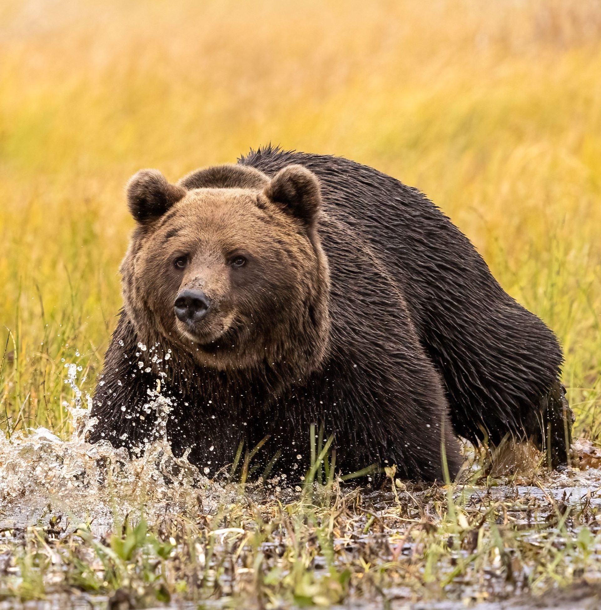 ours finlande