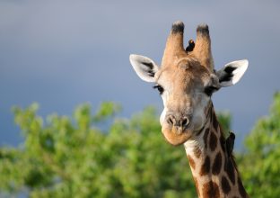 Combiné Botswana – Zimbabwe : perles de l&rsquo;Afrique australe
